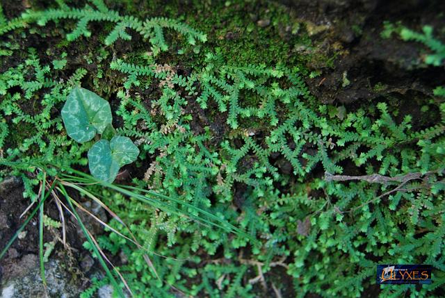 selaginella denticulata.JPG